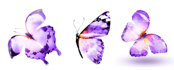 Trzy Motyle Akwarelowe Odizolowane Białym Tle — Zdjęcie stockowe