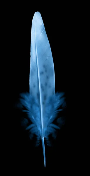 Beautiful Color Feather Isolated Black Background — Stock Photo, Image