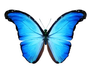 Beyaz arkaplanda izole edilmiş renkli Morpho kelebeği.