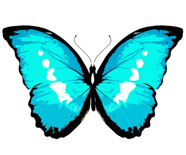 Colore Farfalla Morpho Isolata Sullo Sfondo Bianco — Vettoriale Stock