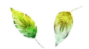 Beyaz arka planda suluboya yapraklar. Ayarla