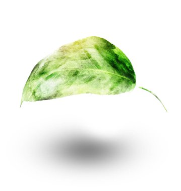 Beyaz arkaplanda suluboya yaprağı