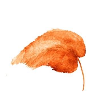 Beyaz arkaplanda suluboya yaprağı