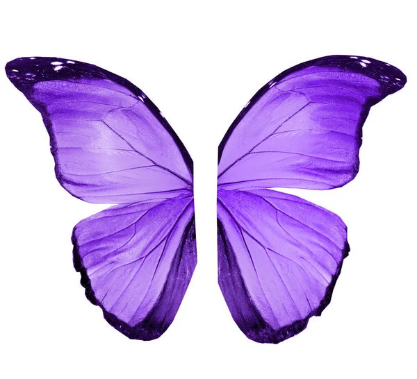 Color Butterfly Wings Isolated White Background — Stock Photo, Image