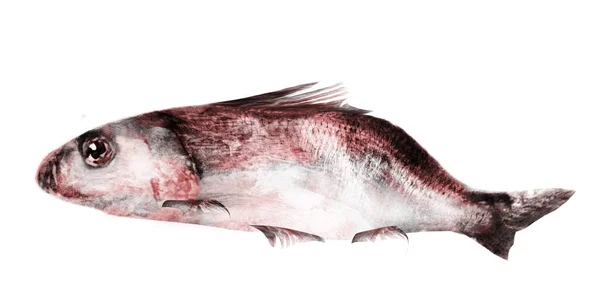 Pesce Acquerello Sfondo Bianco — Foto Stock