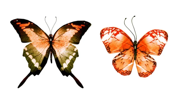 Två Akvarell Fjärilar Isolerade Vit Bakgrund Ljusa Kollektioner — Stockfoto