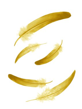 Beyaz arkaplanda izole edilmiş güzel renk tüyleri