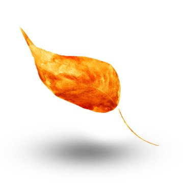 Beyaz arkaplanda suluboya yaprağı