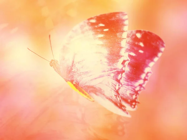 Φυσικό Φόντο Φυσική Πεταλούδα — Φωτογραφία Αρχείου
