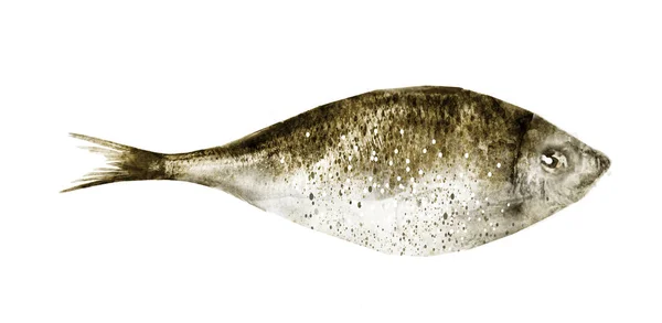 Υδατογραφία Ψάρια Λευκό Φόντο — Φωτογραφία Αρχείου