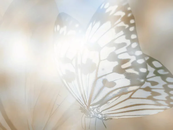 Natürlicher Hintergrund Mit Natürlichem Schmetterling — Stockfoto