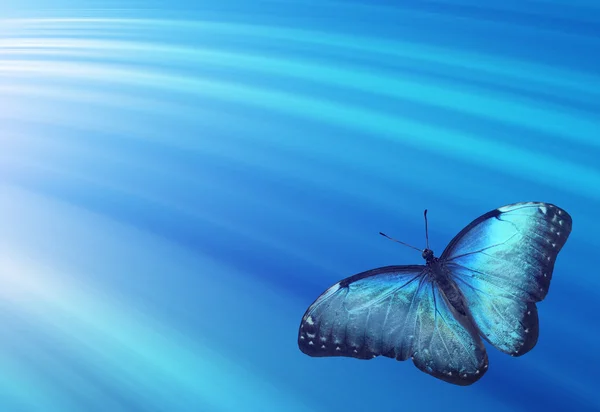 Fundo azul com borboleta — Fotografia de Stock