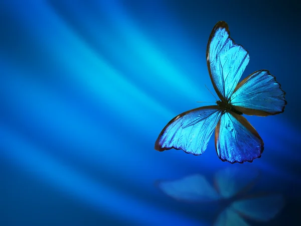 Fondo azul con mariposa — Foto de Stock