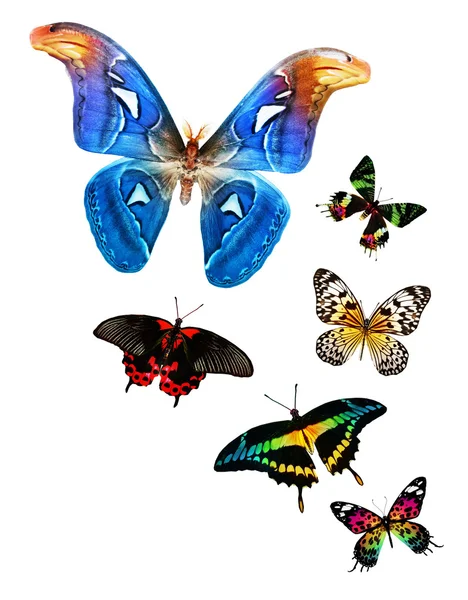 Färgglada fjärilar — Stockfoto
