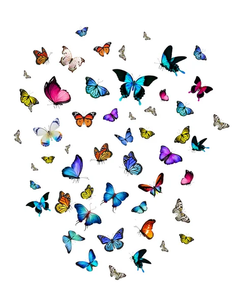 Красочные бабочки — стоковое фото