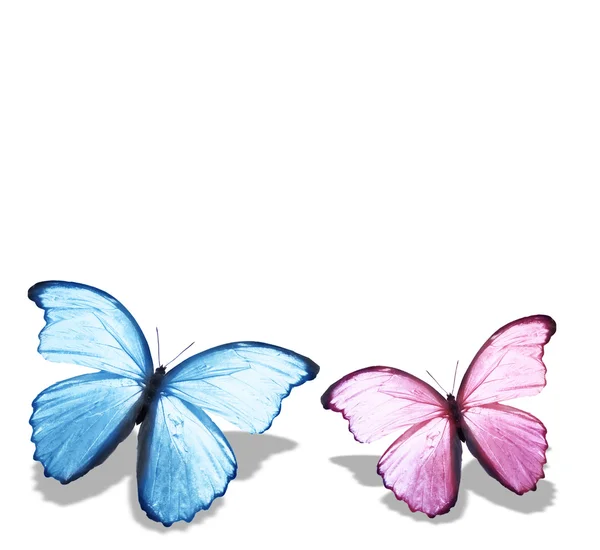 Dvě modré a růžové motýli — Stock fotografie