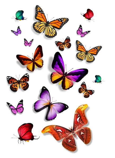 Renkli kelebekler — Stok fotoğraf
