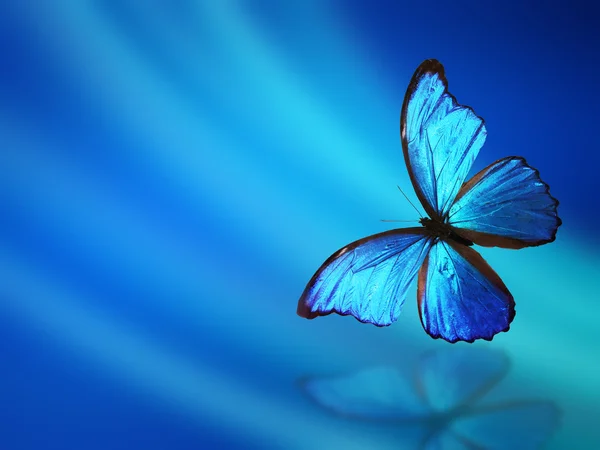 Fondo azul con mariposa — Foto de Stock