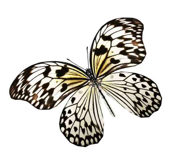 Black and white  butterfly — Stock Photo, Image