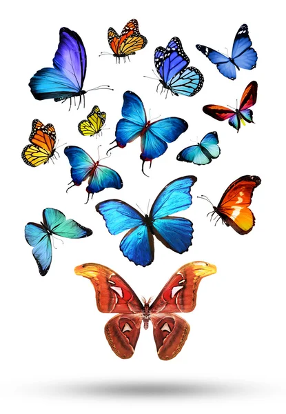 Красочные бабочки — стоковое фото