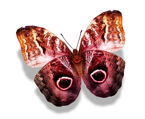 Red butterfly — Stock Photo, Image