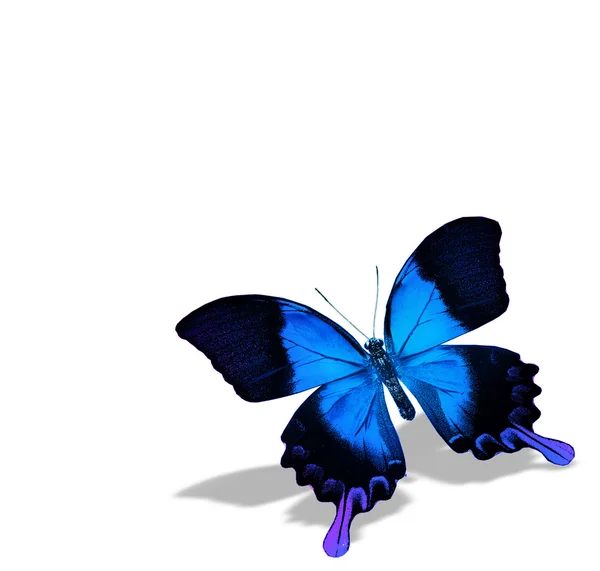 Blue butterfly — Stock Photo, Image