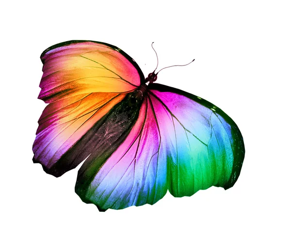 Colorful butterfly — Stock Photo, Image