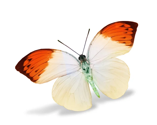 White and orange butterfly — Stock Photo, Image