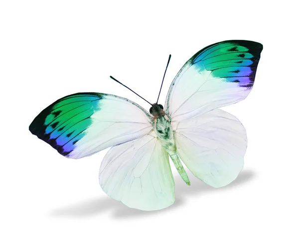 White and green butterfly — Stock Photo, Image