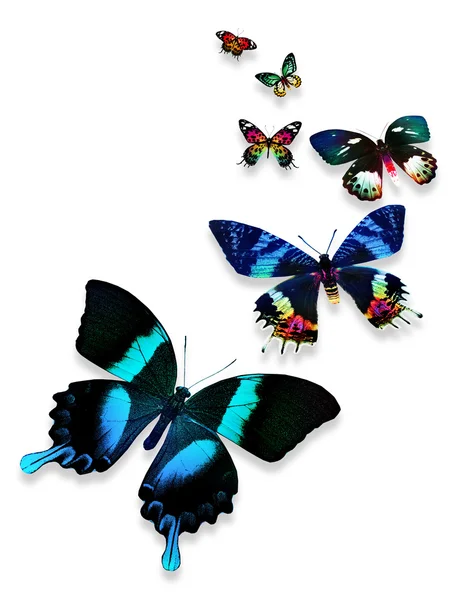 Many colorful butterflies — Stock Photo, Image