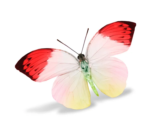 赤と白の蝶 — ストック写真