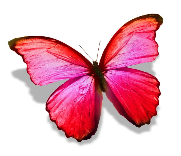 Red butterfly — Stock Photo, Image