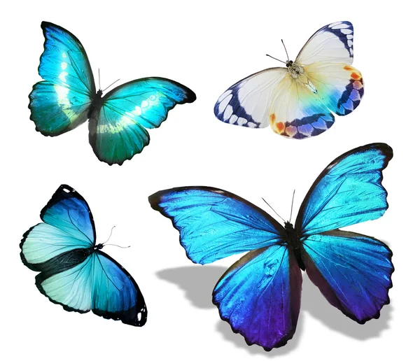 Muchas mariposas coloridas — Foto de Stock