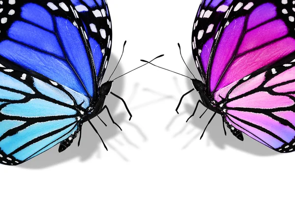 Blauwe en roze vlinders — Stockfoto