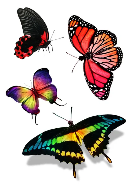 Muchas mariposas coloridas — Foto de Stock