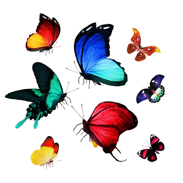 多くのカラフルな蝶 — ストック写真