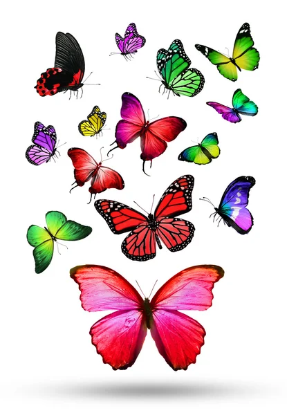 Colorful butterflies — Stock Photo, Image