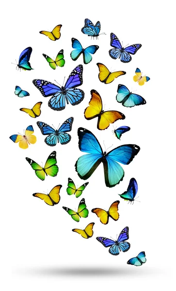 Colorful butterflies — Stock Photo, Image