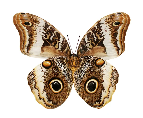 Коричневий метелик — стокове фото