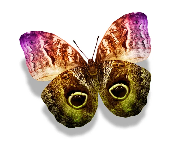 Colorful butterfly — Stock Photo, Image