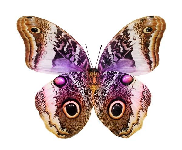 Papillon coloré — Photo