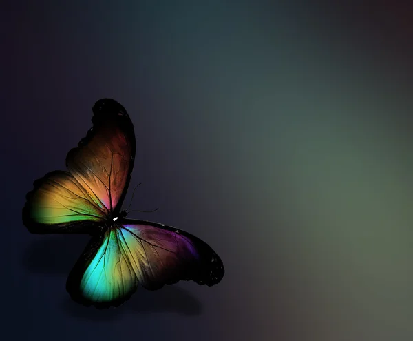 Colorful butterfly — Stock Photo, Image