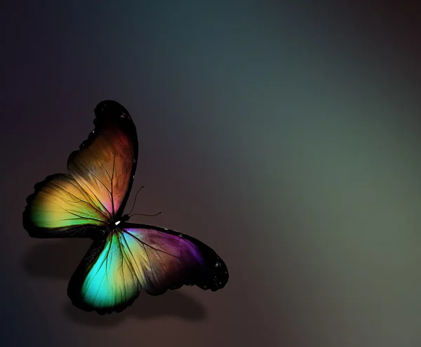 Colorful butterfly — Stock Photo, Image