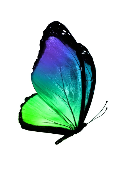 Mariposa colorida — Foto de Stock