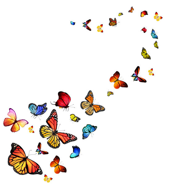 Papillons colorés — Photo