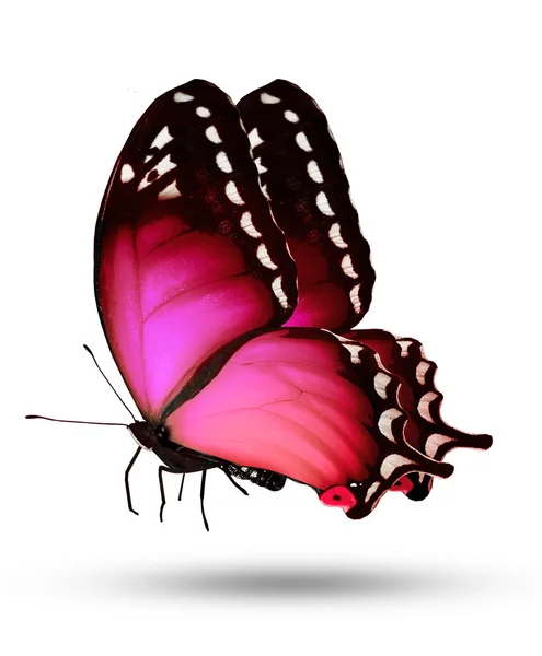 Mariposa rosa — Foto de Stock