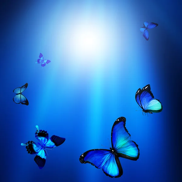 Blue butterflies — Stock Photo, Image