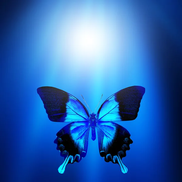 Mavi Kelebek — Stok fotoğraf