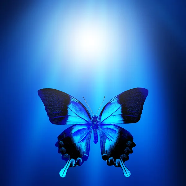 Blue butterfly — Stock Photo, Image