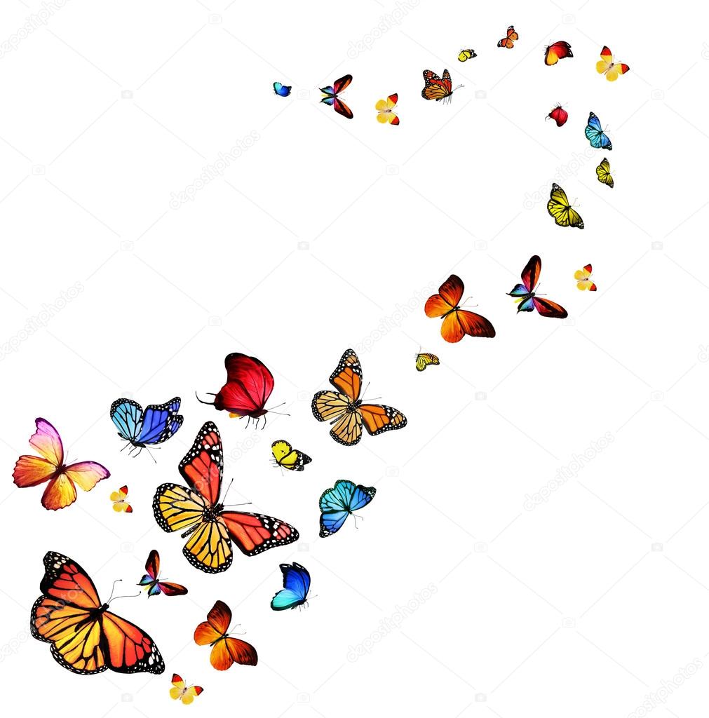 Farfalle colorate Foto Stock, Farfalle colorate Immagini | Depositphotos
